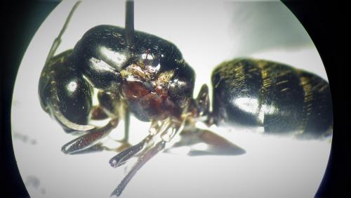 Réf. 277 285 : Camponotus herculeanus